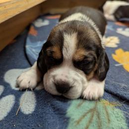 Fuzz - Red black and white male Beagle puppy in Brockway, Pennsylvania from Sugar Hill Hounds