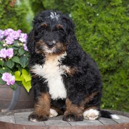 Lottie - Tri-color female Bernedoodle puppy in New Haven, Indiana from Quaint Haven Bernedoodles