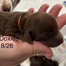 Orange Collar - Chocolate male Dachshund puppy in Belfair, Washington from Devoted Doxies, Lorraine’s Yorkies