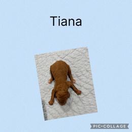 AKC Tiana - Red  female Poodle puppy in Harrisburg, Arkansas from Ransone’s Ridge Runners Poodles and Doodles