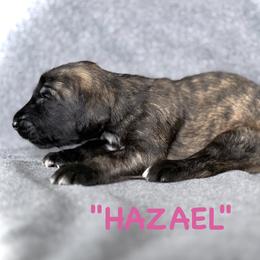 Hazael - Red female Afghan Hound puppy in Kona, Hawaii from "Hounds of Heaven" - Afghan Hounds