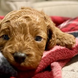 Jingle Bell - Red male Cavapoo puppy in Pleasant Hill, Iowa from Harvest Creek