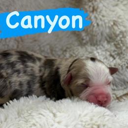 Canyon - Red merle male Miniature Australian Shepherd puppy in South Central, Pennsylvania from Windy Hills Mini Aussies & Doodles