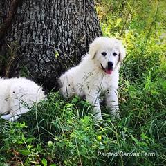 Australian Cattle Dog Puppies from Painted Canvas Farm