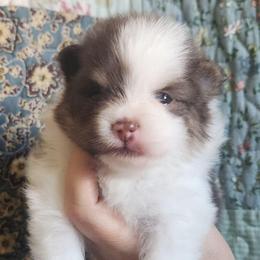 Ridge  3,500 dollars - Tri-colored male Pomeranian puppy in Amelia, Ohio from Boujee Puff Poms