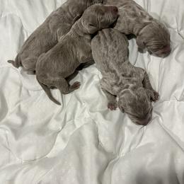 Male 1 blue collar - Gray male Weimaraner puppy in Payson, Arizona from Desert skyes weims