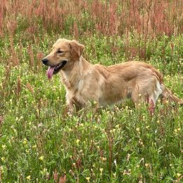 Golden Retriever All Grown Up from Burch Kate's Golden Retrievers