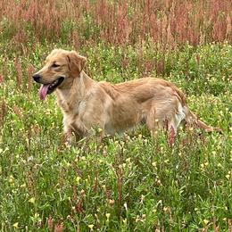 Golden Retriever All Grown Up from Burch Kate's Golden Retrievers