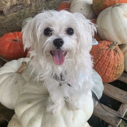 Venus - Maltese