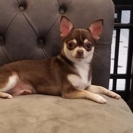 Tootsie - Chihuahua