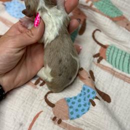 Dopey AKC - Dapple female Dachshund puppy in Oklahoma City, Oklahoma from Barrett’s Doxie Farm