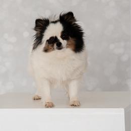Briella - Black and tan parti female Pomeranian puppy in Buck Valley, Pennsylvania from Buck Valley Pomeranians