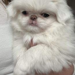 Pumpkin - Lemon and white female Japanese Chin puppy in Austin, Texas from Shiisaa Chins