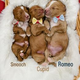 Cupid - Red  male Goldendoodle puppy in Farmington, Utah from Happy Day Doodles
