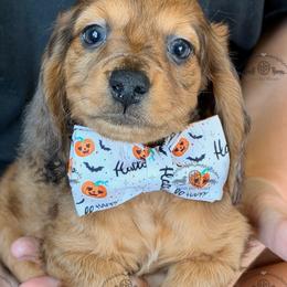 Mr. Green-2800 - Dapple male Dachshund puppy in Sparr, Florida from From the Heart Doxies