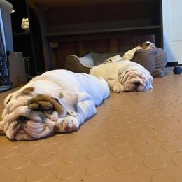 Bulldog Puppies from Winehaus Bulldogs