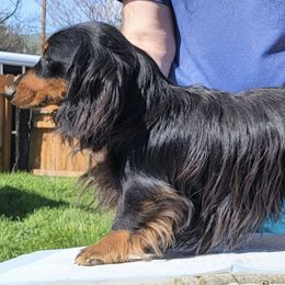 Teddy - Dachshund