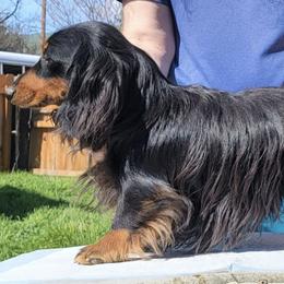 Teddy - Dachshund