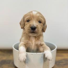 Kringle - Cream male Goldendoodle puppy in Kenansville, North Carolina from J+A Family Doodles