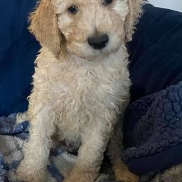 Goldendoodle Puppies from Doodle Time