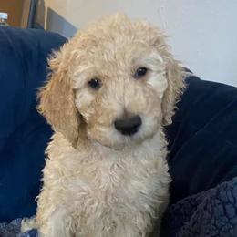 Goldendoodle Puppies from Doodle Time