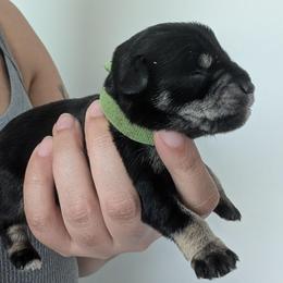 Green - Black and silver female Miniature Schnauzer puppy in Thomasville, North Carolina from J&J's Future Horizons Kennel