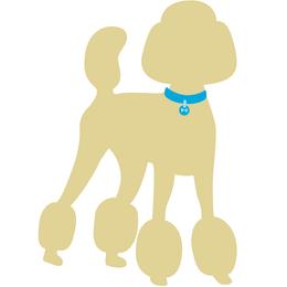 Orange collar girl - Parti female Poodle puppy in Forest City, Florida from Forest City Standard Poodles