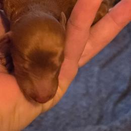 Penny - Red  female Poodle puppy in Statesboro, Georgia from Briar Creek Kennels
