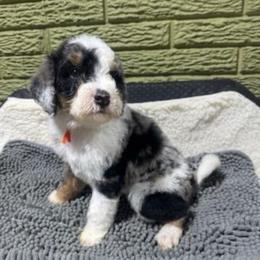 Jasper - Merle male Bernedoodle puppy in Carmichaels, Pennsylvania from JensenBelle Doodles