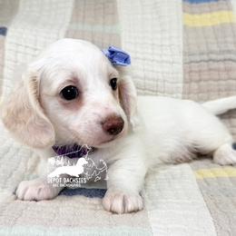 Pippa AKC - Cream female Dachshund puppy in South Easton, Massachusetts from Depot Dachsies
