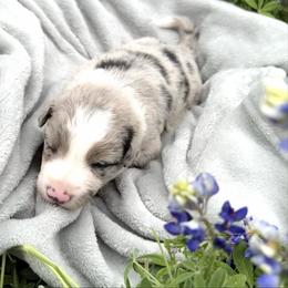 Aquamarine aka Aqua - Blue merle female Border Collie puppy in Keller, Texas from Bordercollieblues