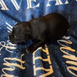 Lois - Black female Miniature Schnauzer puppy in Elgin, Iowa from Firefly Stables