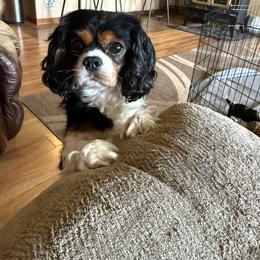 Cavalier King Charles Spaniel All Grown Up from Brattin Cavaliers