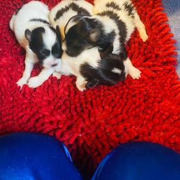 Girl 2 - White and sable female Papillon puppy in Derry, New Hampshire from A Circle Of Love Papillons