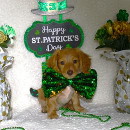 Seamus - Red male Dachshund puppy in Corbin, Kentucky from White River Valley Kennel