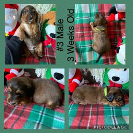 Dachshund Puppies from Cajun Low Riderz