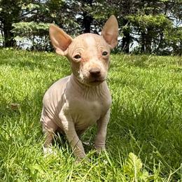 Harris - White and chocolate male American Hairless Terrier puppy in Buckingham, Illinois from Gaus Hof