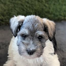 Sammy - Parti male Miniature Schnauzer puppy in Ferndale, Washington from Blackhorse Schnauzers Washington state