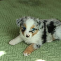 Miniature American Shepherd Puppies from AKC Emerald Minis