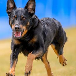Beaucerons from Beaucerons d'Ourse Brulante