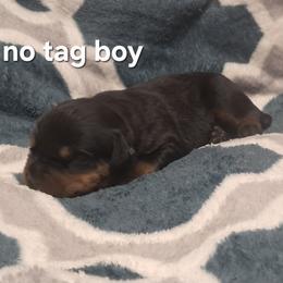 Boy 3 - Black and mahogany male Rottweiler puppy in De Witt, Iowa from Irish Eyes Kennels