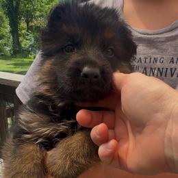 Mr Grey - Black and tan male German Shepherd puppy in Lawton, Michigan from Free Indeed Shepherds