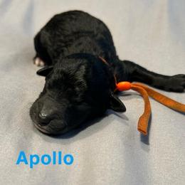 Apollo - Black male Poodle puppy in Little Compton, Rhode Island from Shippee’s Standards