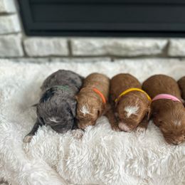 Bernedoodle puppies from Crimson Curl Doodles
