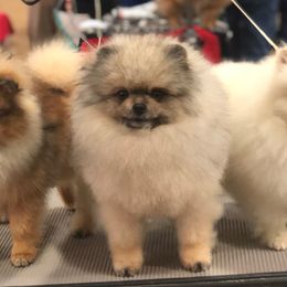 Pembroke Welsh Corgis and Pomeranians from Bingo's Kennel