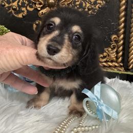 Lane - Black and cream male Dachshund puppy in Collins, Georgia from Liberty Longhair Dachshunds