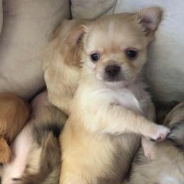 Lon Chaney - Cream and white male Chihuahua puppy in Amelia, Virginia from Pannell’s Precious Pups