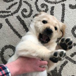 Goldendoodle Puppies from Kellee's Goldendoodles