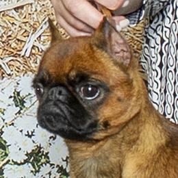 Vanilla 'Nillie' - Brussels Griffon