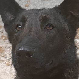 American Pit Bull Terriers and Dutch Shepherds from Van Freiheight K9s